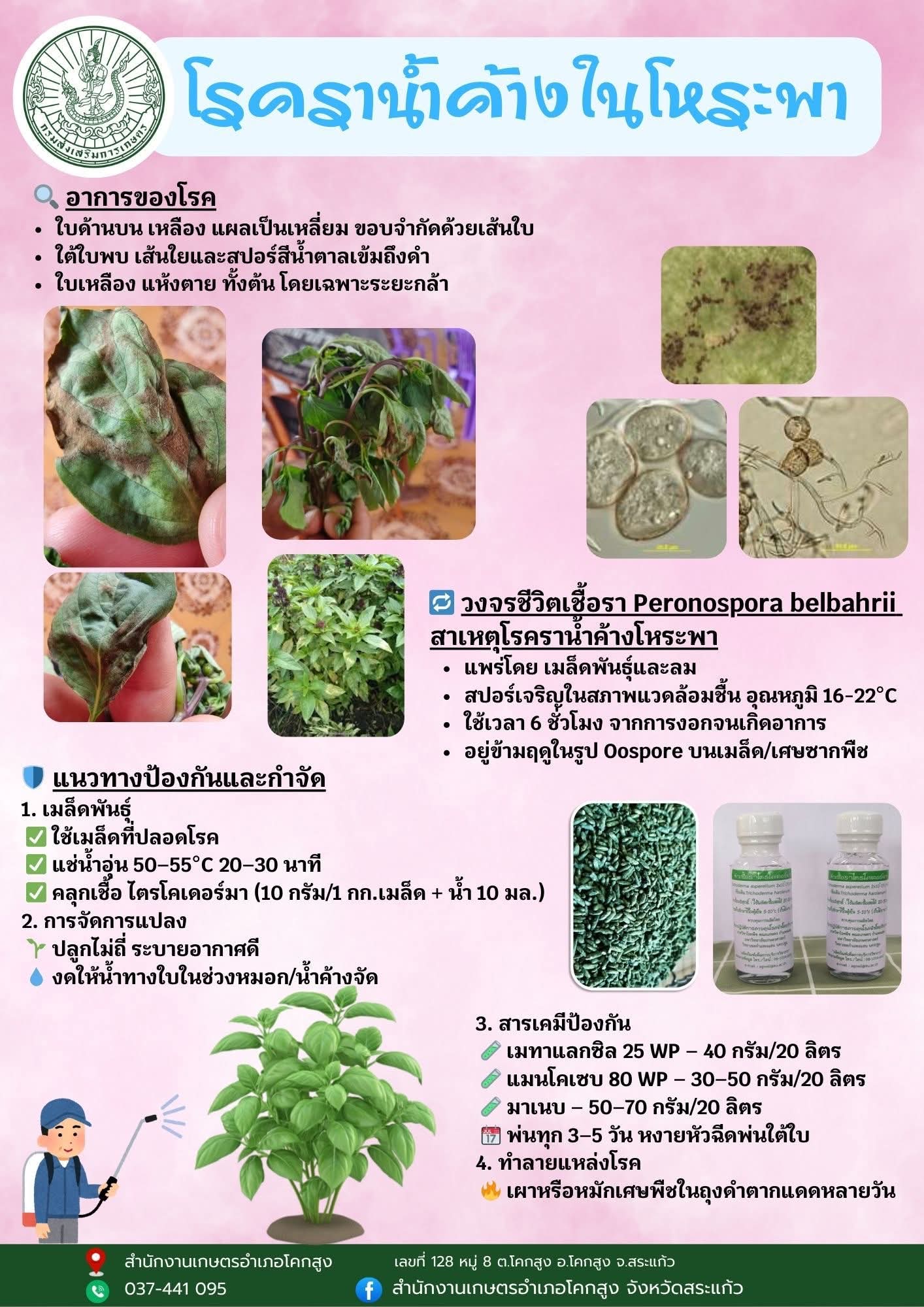 โรคน้ำค้างในโหระพา